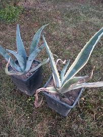 agave
