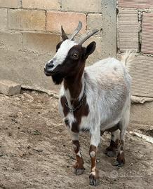 Capra femmina