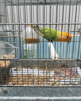 Inseparabile opalino verde