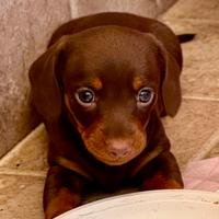 Cuccioli bassotto