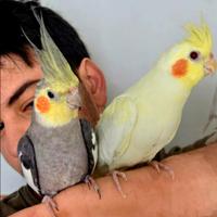 Calopsite allevati a mano