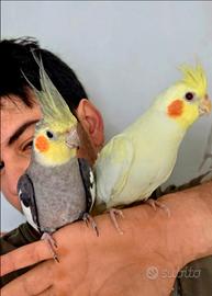 Calopsite allevati a mano