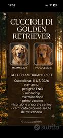 Cuccioli golden retriever