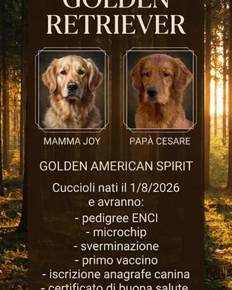 Cuccioli golden retriever