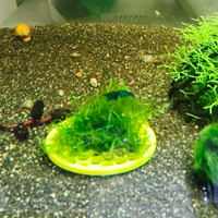 Dischetti con muschio di java