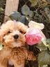sunny-cuccioli-di-maltipoo-genitori-visibili