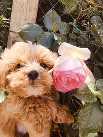 Sunny cuccioli di Maltipoo genitori visibili