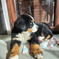 Cuccioli di Bovaro del Bernese