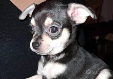 Chihuahua maschio