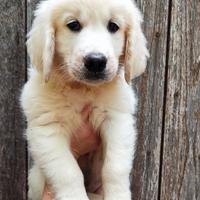 Golden retriever con pedigree