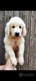Golden retriever con pedigree