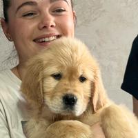 Cuccioli golden retriever