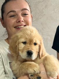 Cuccioli golden retriever