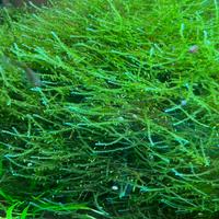 Muschio per acquario