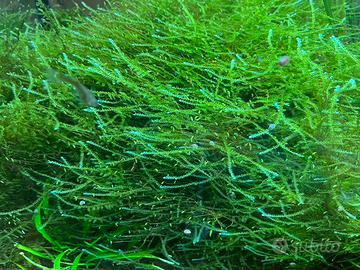 Muschio per acquario