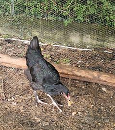 Gallo bernavelder
