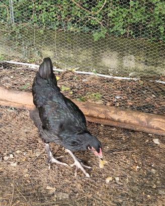Gallo bernavelder