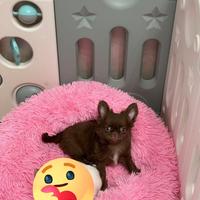 Chihuahua cucciolo Chocolate