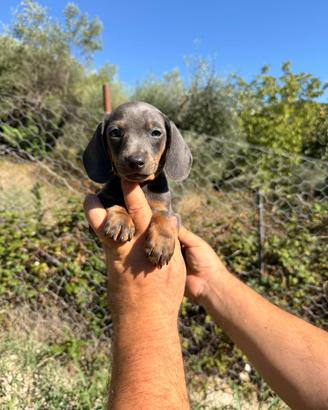 Cuccioli di bassotto color blu