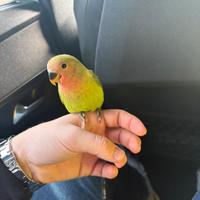 Pappagallo inseparabile allevato a mano