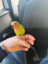 Pappagallo inseparabile allevato a mano