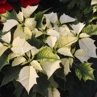 1 stella di Natale Bianca