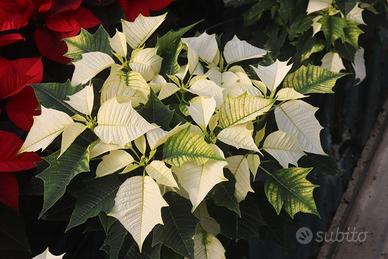 1 stella di Natale Bianca