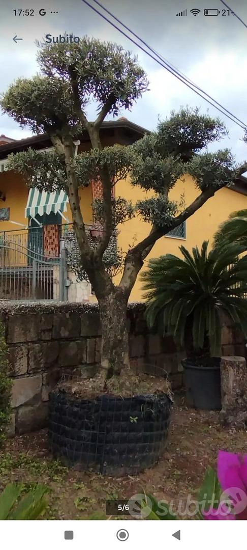 Pianta Di Ulivo Bella Di Cerignola - Altezza 180/200 Cm, In Vaso O Fitocella, Pianta Da Frutto - Foto 13