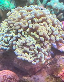 Coralli acquario marino