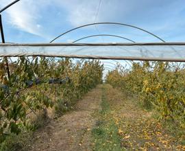 Azienda agricola avviata