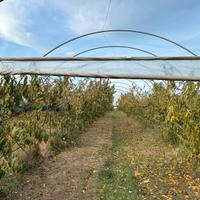 Azienda agricola avviata