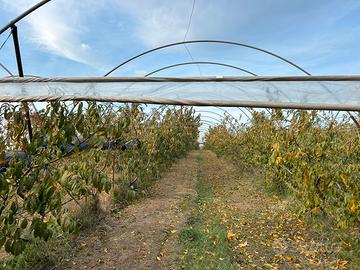 Azienda agricola avviata