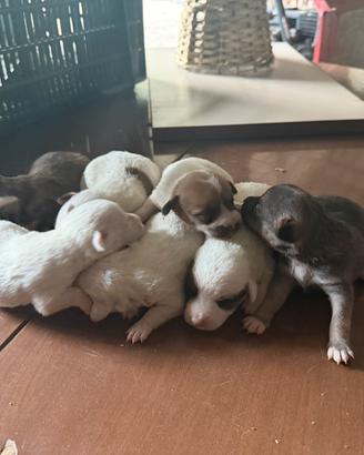 Cuccioli di meticcio