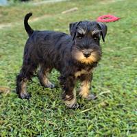 Schnauzer nano nero argento