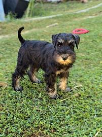 Schnauzer nano nero argento