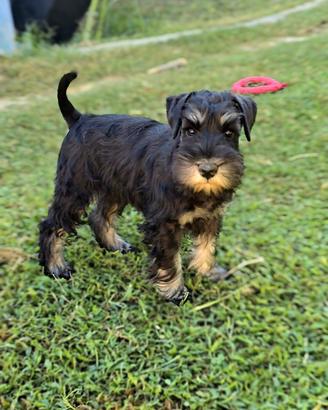 Schnauzer nano nero argento