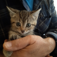 Micina di 2 mesi europea