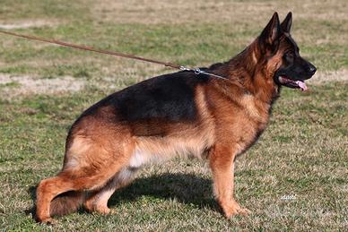 Cucciolo Maschio Pastore Tedesco