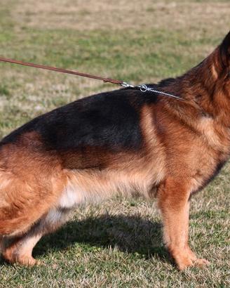 Cucciolo Maschio Pastore Tedesco