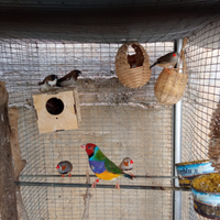 Diamantini e passeri del Giappone