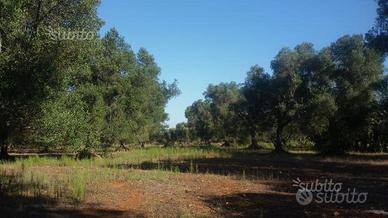 Terreno uliveto a Leverano - zona Capuzzi