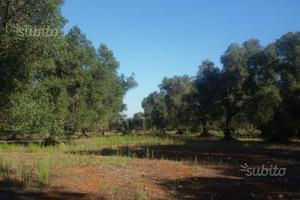 Terreno uliveto a Leverano - zona Capuzzi