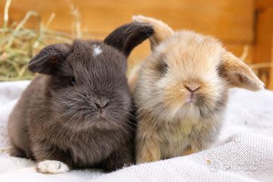 Cuccioli MINILOP allevamento vaccinati