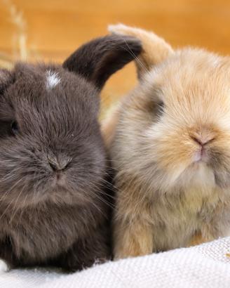 Cuccioli MINILOP allevamento vaccinati