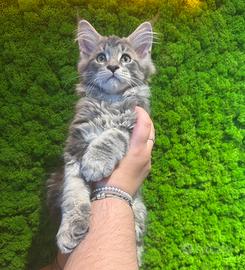 Maine coon
