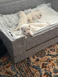 Cucciolo Maltese maschio 500