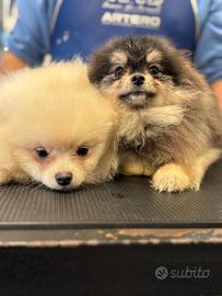 Spitz Pomenadia pedigree Enci