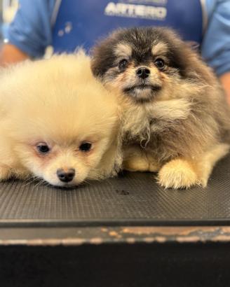 Spitz Pomenadia pedigree Enci