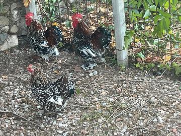Galline Concincina in Purezza