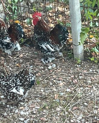 Galline Concincina in Purezza